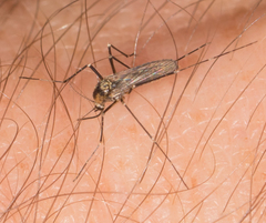 Aedes atropalpus