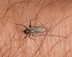 Aedes atropalpus