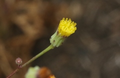 Malacothrix clevelandii