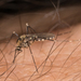 Mosquito de Charcos Rocosos - Photo Ningún derecho reservado, subido por Jesse Rorabaugh