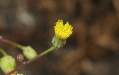 Malacothrix clevelandii