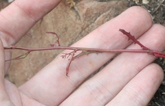 Malacothrix clevelandii