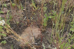 Malacothrix clevelandii