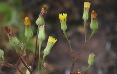 Malacothrix clevelandii