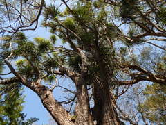 Beaucarnea recurvata