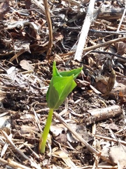 Trillium camschatcense