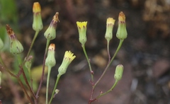 Malacothrix clevelandii