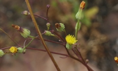 Malacothrix clevelandii