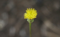 Malacothrix clevelandii