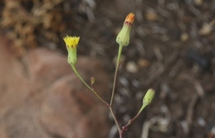 Malacothrix clevelandii