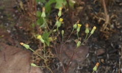 Malacothrix clevelandii