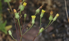Malacothrix clevelandii