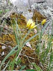 Tulipa uniflora