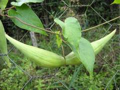 Oxypetalum harleyi