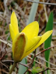 Tulipa uniflora