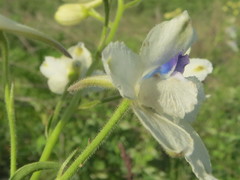 Delphinium pavonaceum