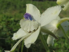 Delphinium pavonaceum