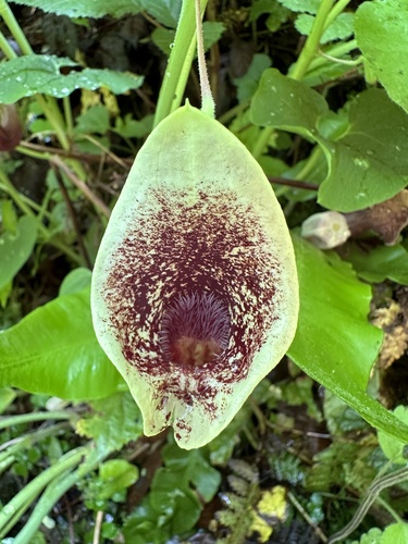 Aristolochia pontica, 2024-05-04