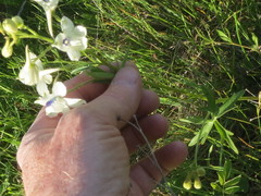 Delphinium pavonaceum