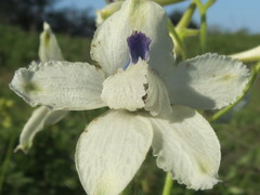 Delphinium pavonaceum