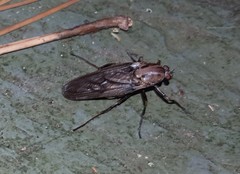 Chiromyzinae
