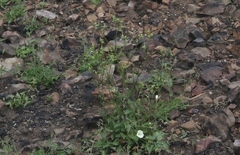 Behenantha