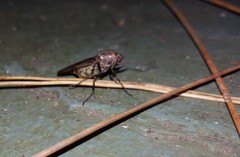 Chiromyzinae