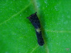 Papilio multicaudata