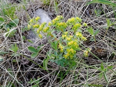 Euphorbia alpina