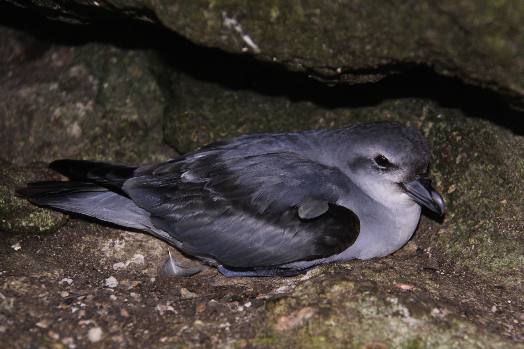 Fulmar Prion (Pachyptila crassirostris), photo 6