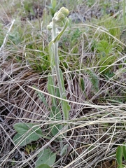 Tephroseris integrifolia