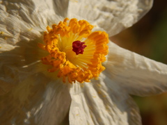 Argemone grandiflora armata