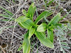 Gentiana macrophylla
