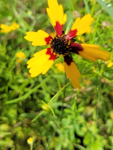 Coreopsis basalis iNat (3)