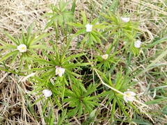 Anemonoides caerulea