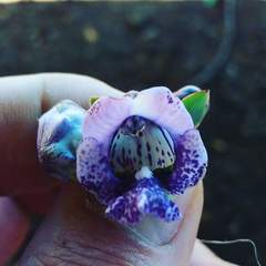 Angelonia integerrima