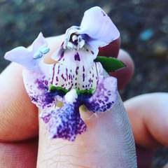 Angelonia integerrima