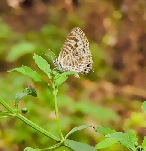 Zebra Blue