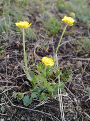 Ranunculus pedatifidus