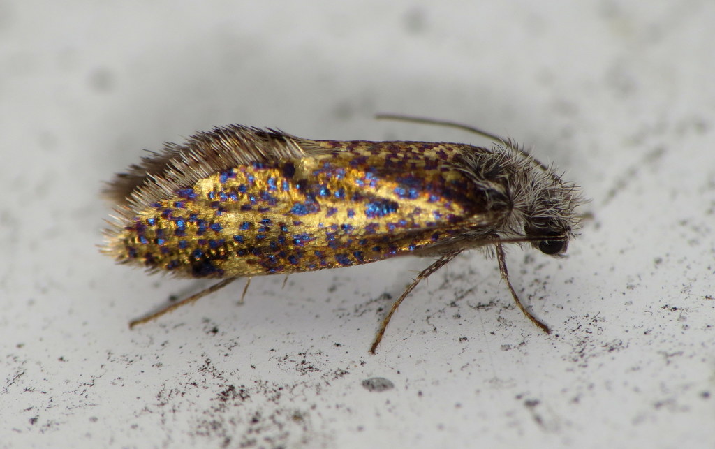 Chinquapin Leaf-miner Moth