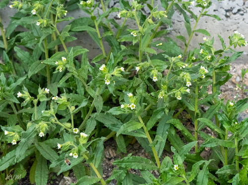 Nonea lutea iNat (2)