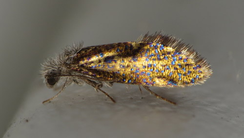 Chinquapin Leafminer Moth photo 4