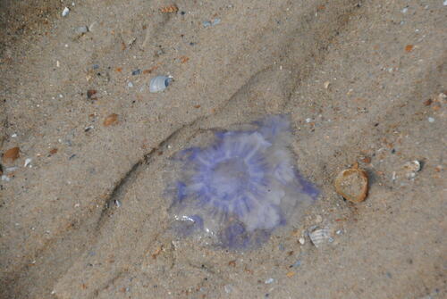 Blue Jelly, Netherlands, photo 5 of 10