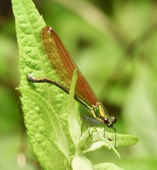 Matrona basilaris