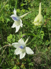 Delphinium pavonaceum