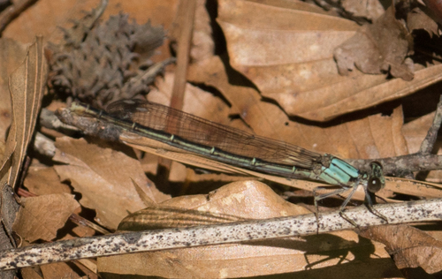 Odonata