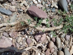Heterotheca oregona