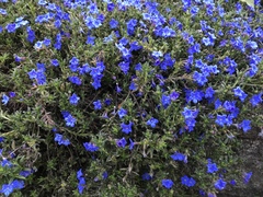 Glandora prostrata