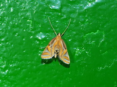 Eoophyla conjunctalis