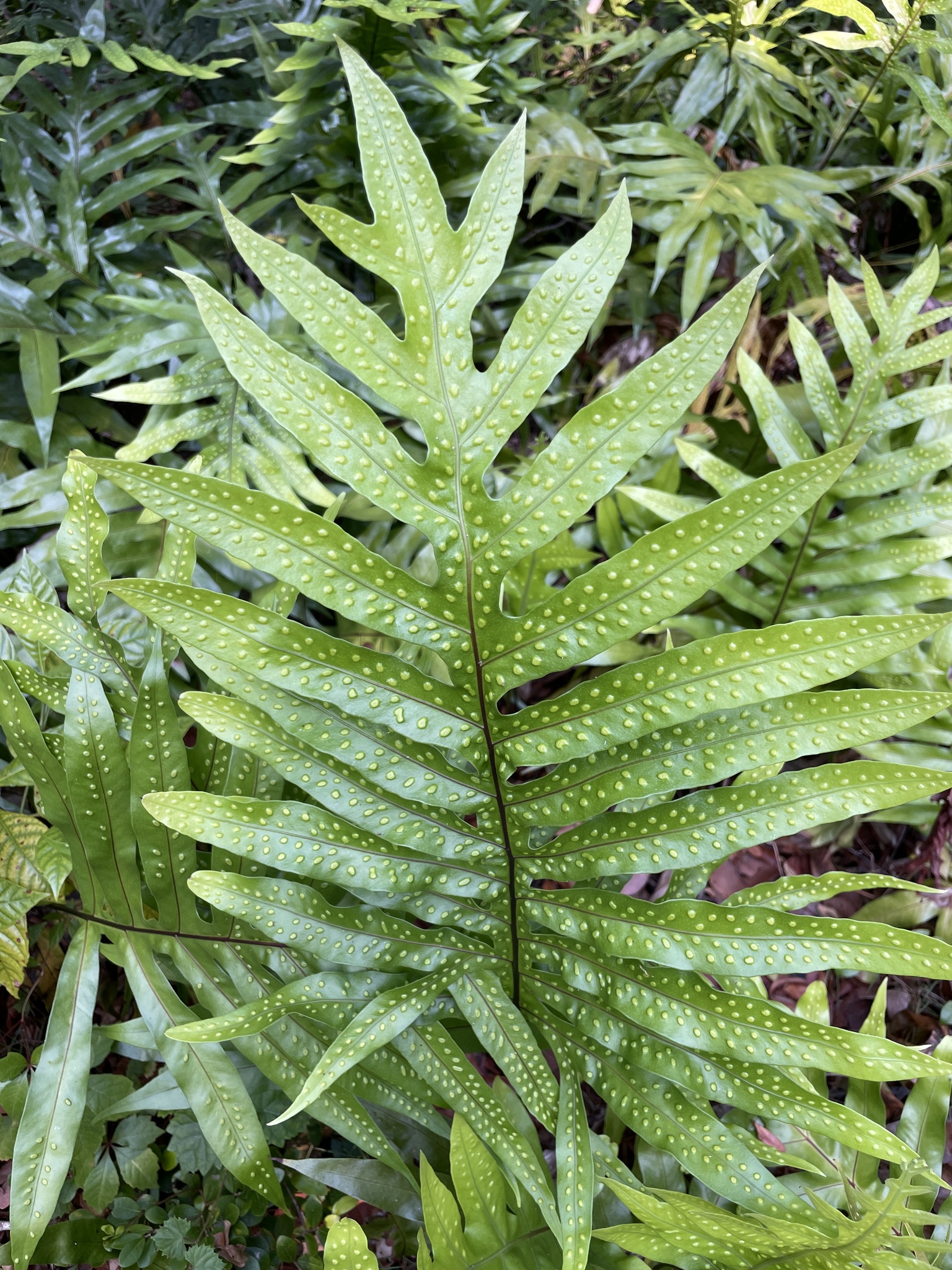 Microsorum grossum